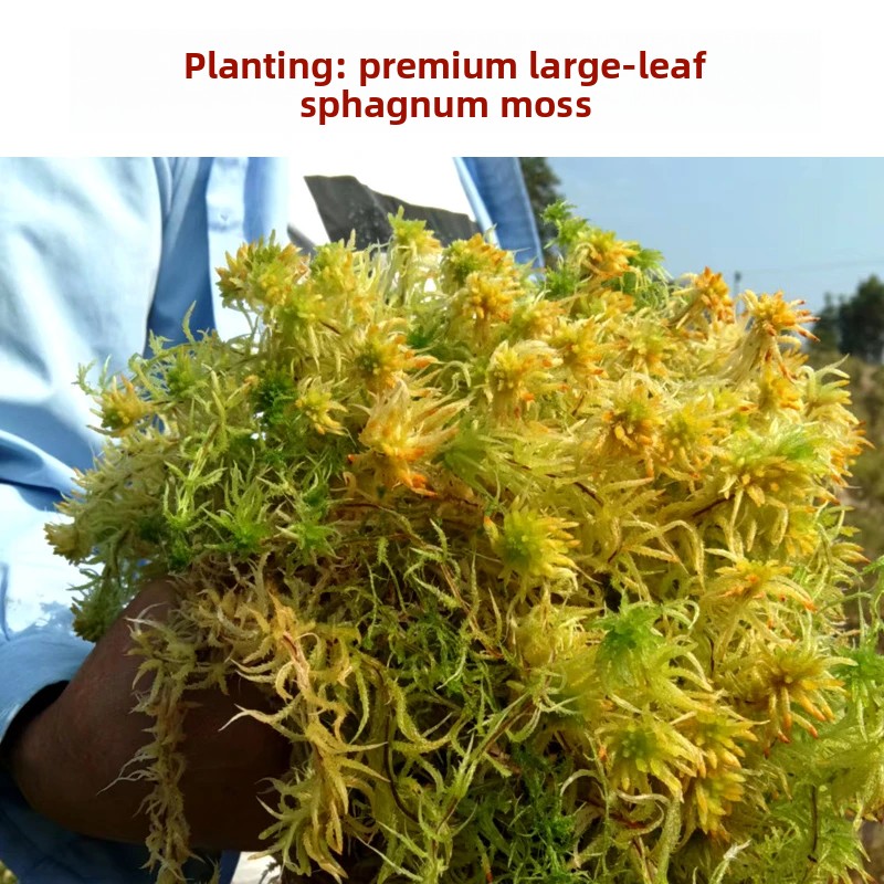 Preserved Moss Sheet - มอสส์สปฟักนัมเกรดเอแบบแห้ง, วัสดุปลูกธรรมชาติสำหรับกล้วยไม้ฟาแลนนอปซิส, วัสดุรองพื้นสำหรับสัตว์เลื้อยคลานสำหรับการพักตัวของเต่า